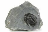 Uncommon Mrakibina Trilobite - Mrakib, Morocco #353037-1